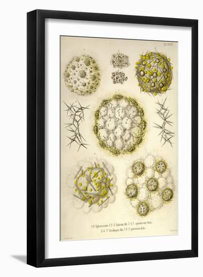 Sphaerozoum, S. Italicum, S. Spinulosum, S. Ovodimare, S. Punctatum-Ernst Haeckel-Framed Art Print
