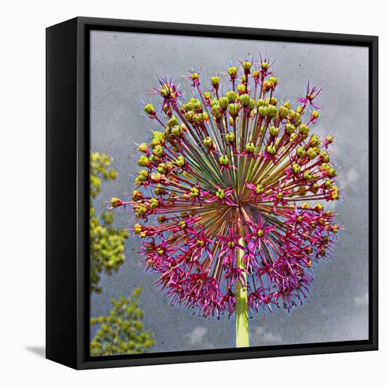 Sphere-Heidi Bannon-Framed Stretched Canvas