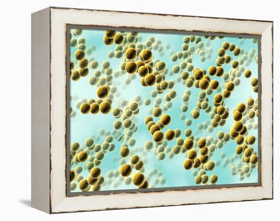 Spherical Bacteria-David Mack-Framed Premier Image Canvas