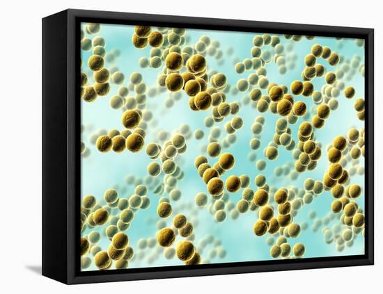 Spherical Bacteria-David Mack-Framed Premier Image Canvas