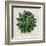 Spherical Leaves I-Vision Studio-Framed Art Print