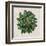 Spherical Leaves I-Vision Studio-Framed Art Print