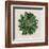 Spherical Leaves I-Vision Studio-Framed Art Print