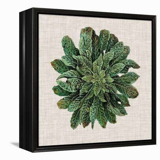Spherical Leaves I-Vision Studio-Framed Stretched Canvas