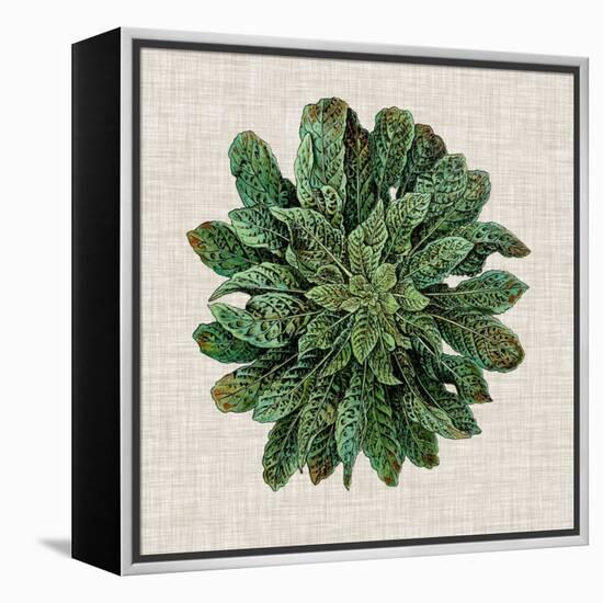 Spherical Leaves I-Vision Studio-Framed Stretched Canvas