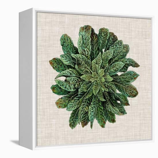 Spherical Leaves I-Vision Studio-Framed Stretched Canvas