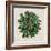 Spherical Leaves I-Vision Studio-Framed Art Print