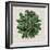 Spherical Leaves I-Vision Studio-Framed Art Print