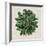 Spherical Leaves I-Vision Studio-Framed Art Print