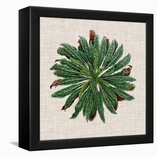 Spherical Leaves II-Vision Studio-Framed Stretched Canvas