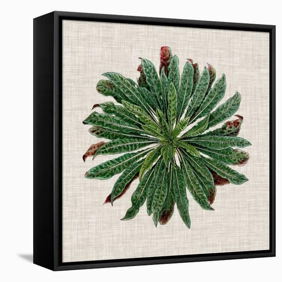 Spherical Leaves II-Vision Studio-Framed Stretched Canvas