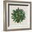 Spherical Leaves II-Vision Studio-Framed Art Print