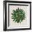 Spherical Leaves II-Vision Studio-Framed Art Print