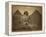 Sphinx and Giza Pyramids, 19th Century-Science Source-Framed Premier Image Canvas