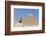 Sphinx and Pyramid of Chephren, the Giza Pyramids, Giza, Egypt, North Africa, Africa-Richard Maschmeyer-Framed Photographic Print