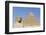 Sphinx and Pyramid of Chephren, the Giza Pyramids, Giza, Egypt, North Africa, Africa-Richard Maschmeyer-Framed Photographic Print