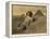 Sphinx and the Pyramids, 19th Century-Science Source-Framed Premier Image Canvas