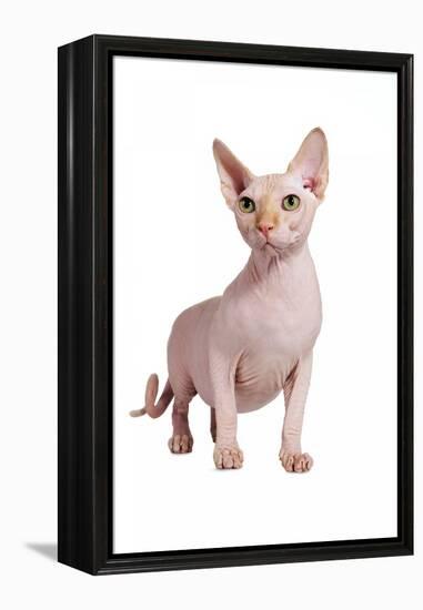 Sphinx Cat-Fabio Petroni-Framed Premier Image Canvas