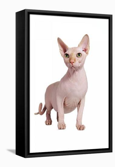 Sphinx Cat-Fabio Petroni-Framed Premier Image Canvas