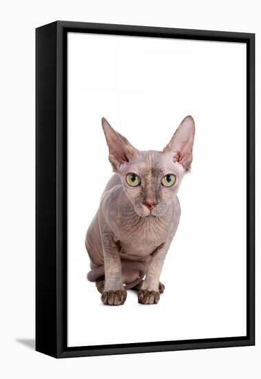 Sphinx Cat-Fabio Petroni-Framed Premier Image Canvas