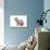 Sphinx Cat-Fabio Petroni-Photographic Print displayed on a wall