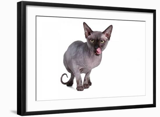 Sphinx Cat-Fabio Petroni-Framed Photographic Print