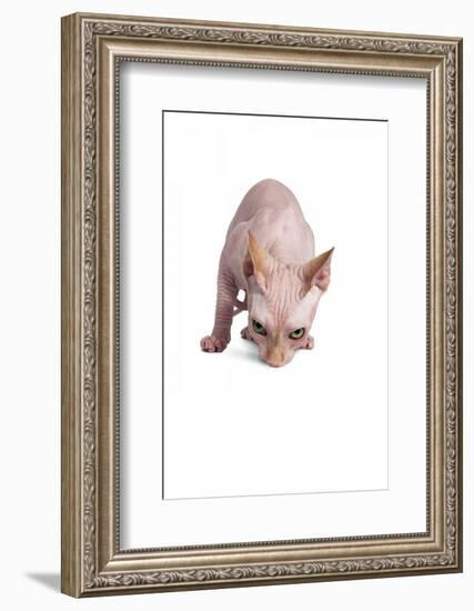 Sphinx Cat-Fabio Petroni-Framed Photographic Print