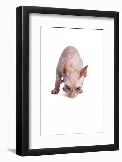 Sphinx Cat-Fabio Petroni-Framed Photographic Print