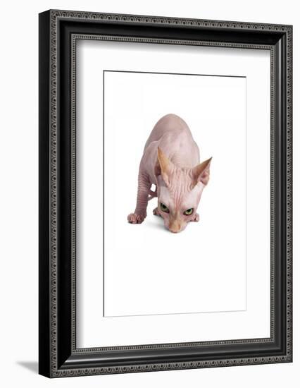 Sphinx Cat-Fabio Petroni-Framed Photographic Print