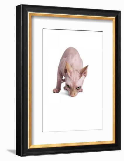 Sphinx Cat-Fabio Petroni-Framed Photographic Print