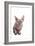 Sphinx Cat-Fabio Petroni-Framed Photographic Print