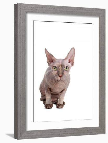 Sphinx Cat-Fabio Petroni-Framed Photographic Print