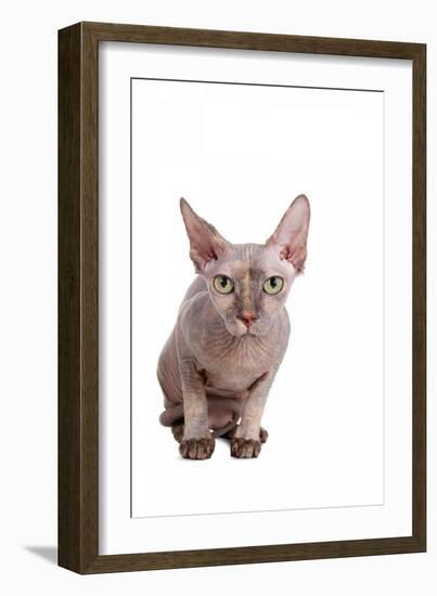 Sphinx Cat-Fabio Petroni-Framed Photographic Print