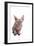 Sphinx Cat-Fabio Petroni-Framed Photographic Print