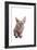 Sphinx Cat-Fabio Petroni-Framed Photographic Print