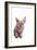 Sphinx Cat-Fabio Petroni-Framed Photographic Print