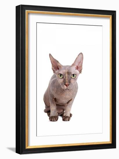 Sphinx Cat-Fabio Petroni-Framed Photographic Print