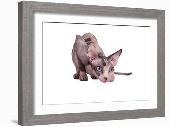 Sphinx Cat-Fabio Petroni-Framed Photographic Print