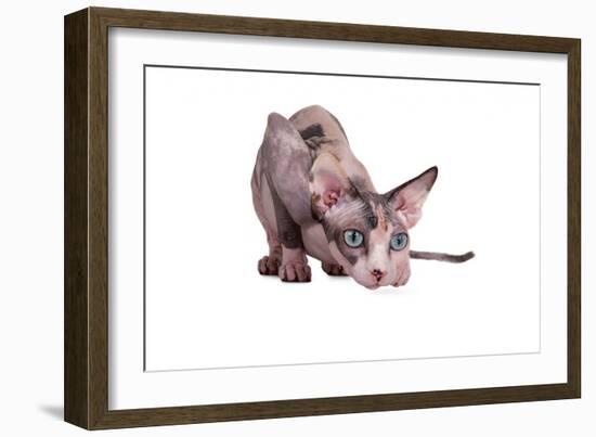 Sphinx Cat-Fabio Petroni-Framed Photographic Print