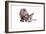 Sphinx Cat-Fabio Petroni-Framed Photographic Print