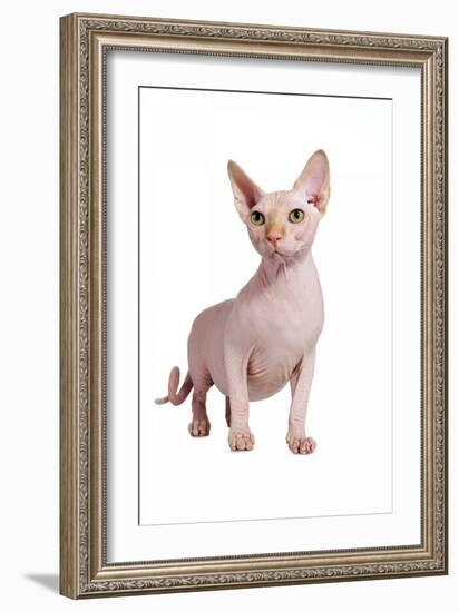 Sphinx Cat-Fabio Petroni-Framed Photographic Print