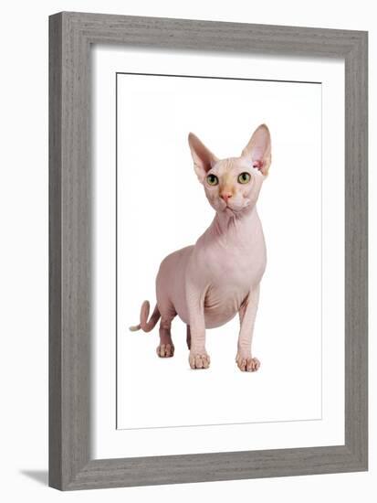 Sphinx Cat-Fabio Petroni-Framed Photographic Print