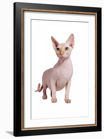 Sphinx Cat-Fabio Petroni-Framed Photographic Print