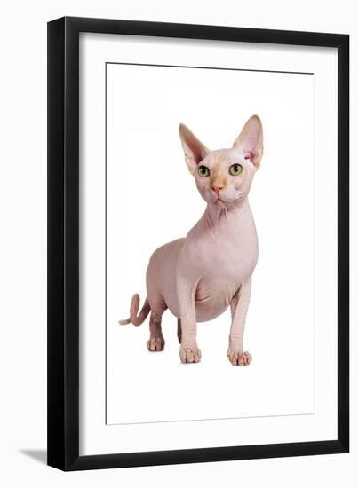 Sphinx Cat-Fabio Petroni-Framed Photographic Print