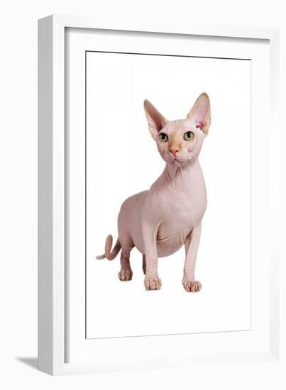 Sphinx Cat-Fabio Petroni-Framed Photographic Print