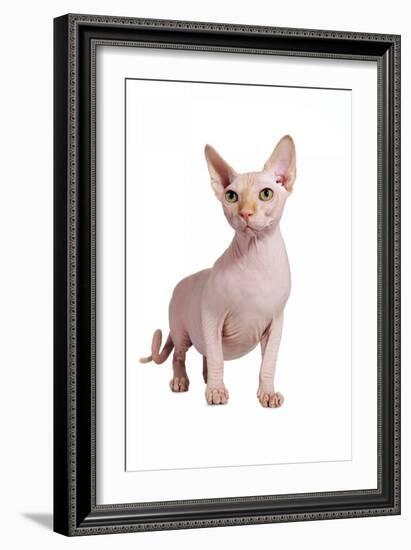 Sphinx Cat-Fabio Petroni-Framed Photographic Print