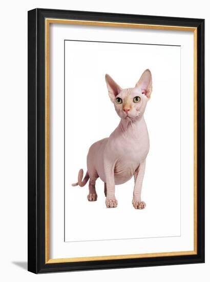 Sphinx Cat-Fabio Petroni-Framed Photographic Print