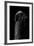 Sphinx Ligustri (Privet Hawk Moth) - Pupa-Paul Starosta-Framed Photographic Print