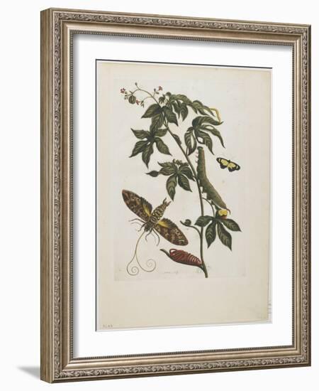 Sphinx Moth, Larva, Pupa, and Flower, 1705-1771-Maria Sibylla Graff Merian-Framed Giclee Print