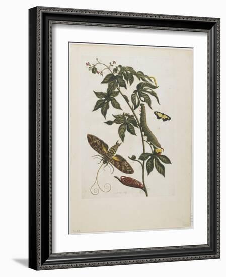 Sphinx Moth, Larva, Pupa, and Flower, 1705-1771-Maria Sibylla Graff Merian-Framed Giclee Print